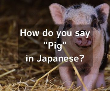 How do you say “Pig” in Japanese?「豚（ぶた/ブタ）」Buta